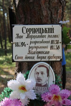 Bykownia, tabliczka na drzewie upamiętniająca rozstrzelanego Polaka Jana Serneckiego