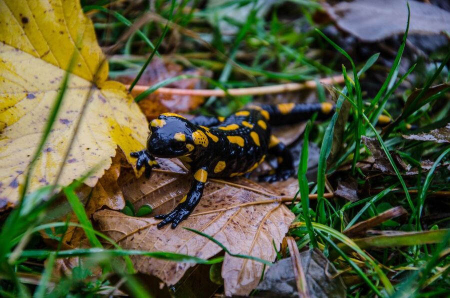 XIV Rajd Szlakami Żołnierzy Wyklętych mjr. Kurasia „Ognia”– 4-6 października 2019