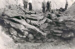 Niemiecka dokumentacja z ekshumacji w 1943 r.