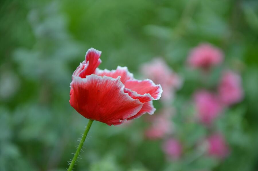 Uroczystość w dawnym niemieckim obozie pracy „Liban”. Fot. Janusz Ślęzak (IPN)