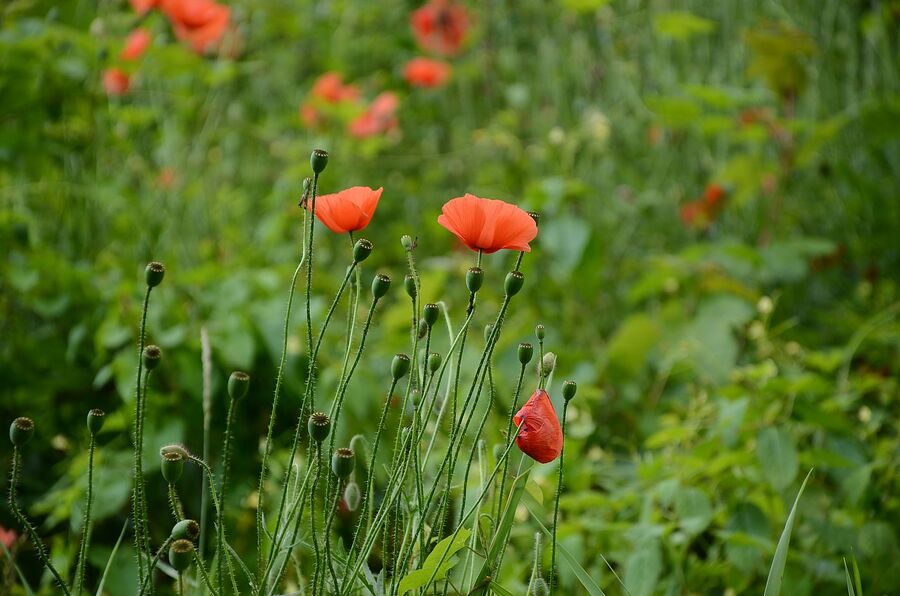 Fort „Krzesławice”. Fot. Janusz Ślęzak (IPN)